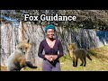 Fox Spirit Animal Totem