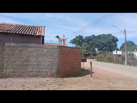Cachorro  aranha em Divinopolis de Goiás.