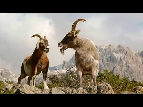 IdejaX 2019. finalist: Laško Zlatorog