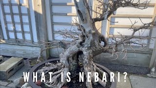 What is Nebari?