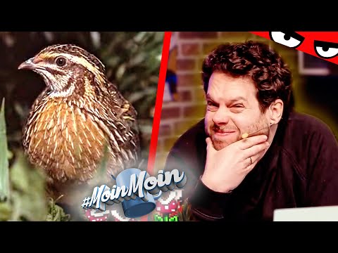 Also WAS soll bitte eine WACHTEL sein? | MoinMoin mit Florentin