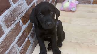 ラブラドールレトリーバーの動画01
