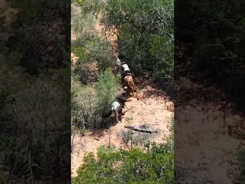 VAQUEIRO MIRIM DE 12 ANOS PEGA BEZZERO NA PEGA DE BOI NA AGROVILA 4 IBIMIRIM PE.ORG BRANCO DE ANJO