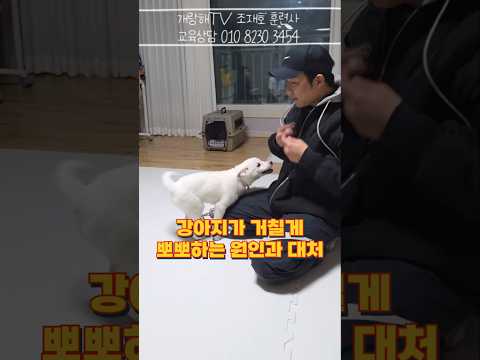 강아지가 뽀뽀할 때 절대 받아주면 안 되는 이유와 대처법