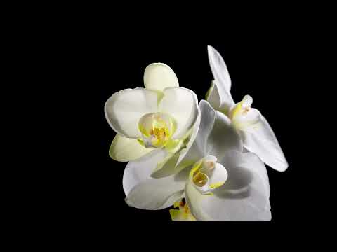 Blooming white orchid on black background time lapse