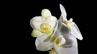 Blooming white orchid on black background time lapse