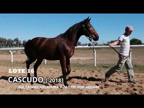 Lote CASCUDO