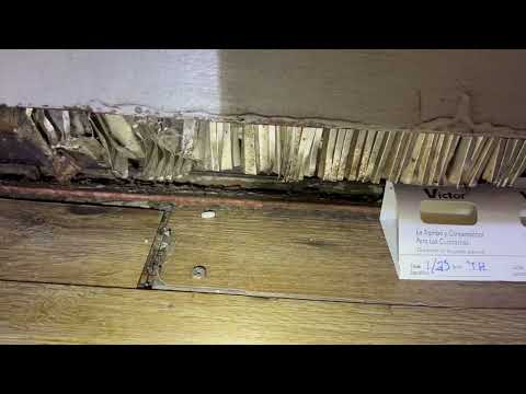 Cockroaches Coming from the Baseboard Heater in Far Hills, NJ