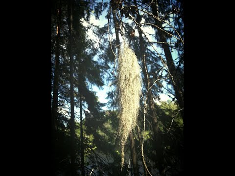 Ulkoiluia + kirjasto