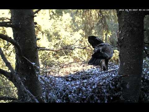 2013 08 04 08h31m35s Kai eat Eha brings prey rtsp   193 40 133 138 live konnakotkas