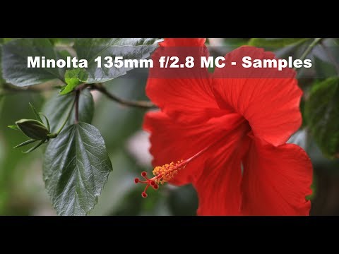 Minolta 135mm f/2.8 MC Tele Rokkor PF Lens - Samples