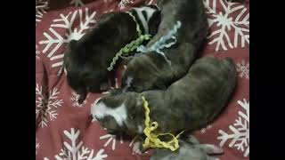 Video preview image #1 Alapaha Blue Blood Bulldog Puppy For Sale in SHELOCTA, PA, USA