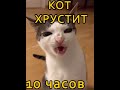 Кот хрустит кормом 10 часов 10 Hours
