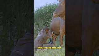 Download lagu How to Make Ghee in Uganda 🇺🇬 #visituganda mp3 Download lagu How to Make Ghee in Uganda 🇺🇬 #visituganda mp3