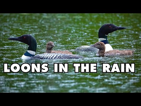 Beautiful Loon Family on Pond Calling in Heavy Rain and Thunder