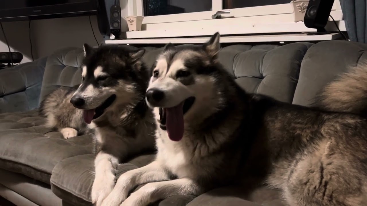 Lokie and Luna on the couch