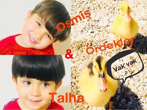 Ördekler takipte👣👣👣