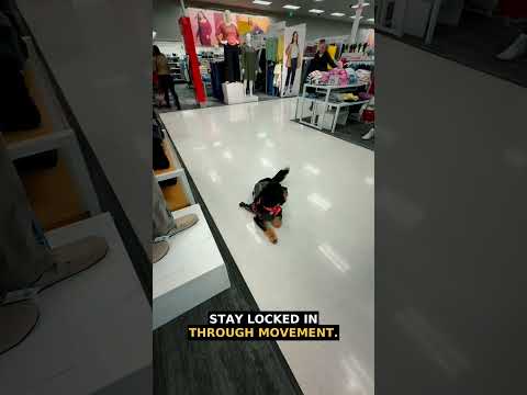 Can Your Dog Hold This Down-Stay? | Indianapolis Dog Training