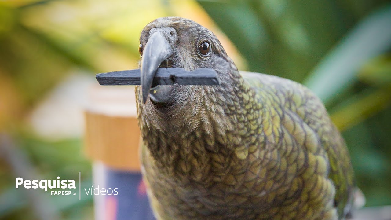 These parrots use probability to get food