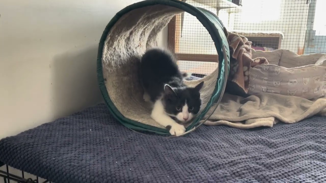 Enlarge Leon, an adopted Domestic Medium Hair in Midway City, CA video 1/4