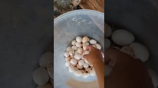 Download lagu masaallah hari ini panen telur ayam kampung alkhamdulillah mp3