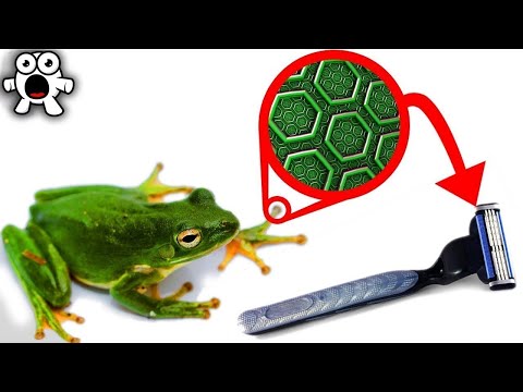 Les Technologies Inspirées des Grenouilles