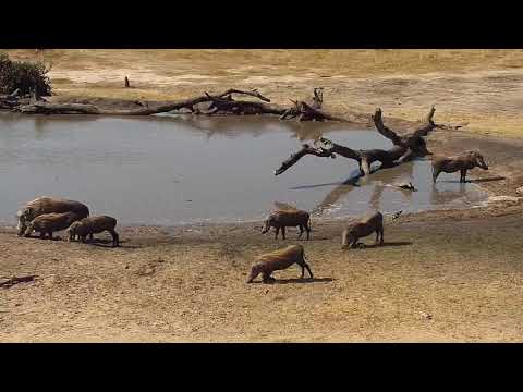 Djuma: Warthogs-two adults and five teens - 14:19 - 09/18/19