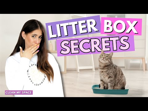 CLEAN Litter Box Secrets Your Cat Won't Tell You?