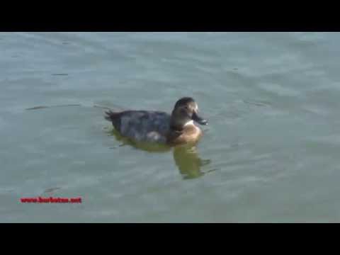 Porrón pardo ( Aythya nyroca ) Ferruginous Duck