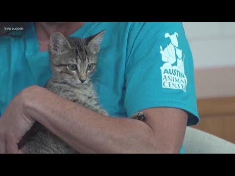 Pet of the Week: Meet Sunny | KVUE