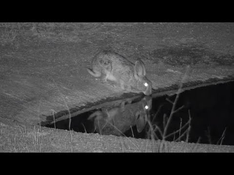 Djuma: Scrub Hare drinking at the pan - 18:21 - 08/27/20