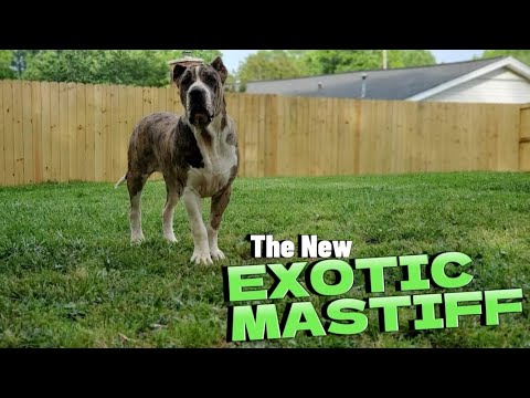 Discover The Majestic Americane da Presa:Unveiling Their Strength