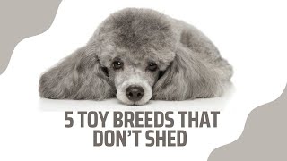 TOP 5 TOY DOG BREEDS THAT ARE HYPOALLERGENIC| Low to non-shedding with no odor!