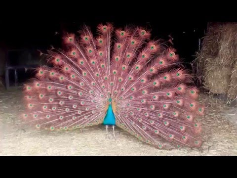 Frühlingsgefühle bei "Pfau Paul" in der PFOTENHILFE Lochen