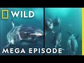 Sharks King Of The Ocean MEGA EPISODE Epic Battle Compilation Marine Predators Nat Geo WILD