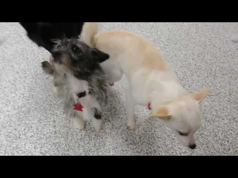 Blanca, an adopted Chihuahua & Terrier Mix in Hood River, OR_image-1