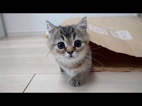 YouTube 썸네일