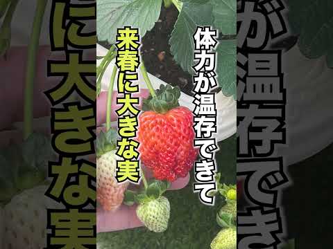 果樹用ボルドー混合物 2023