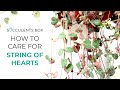 BEST TIPS HOW TO CARE FOR STRING OF HEARTS CEROPEGIA WOODII
