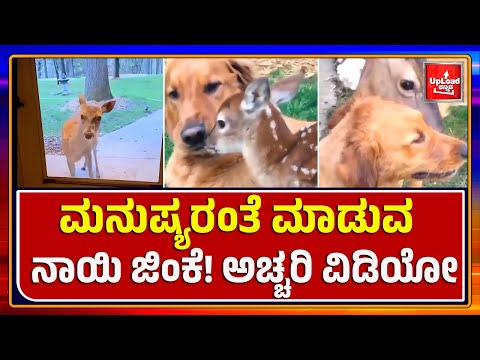 Viral News: Dog & deer friendship viral video/Kannada viral news updates