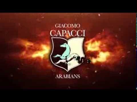 Giacomo Capacci Arabians