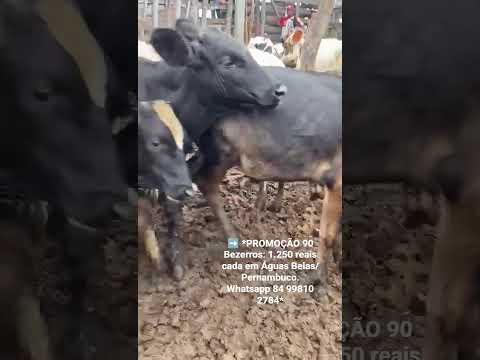 90 Bezerros: 1.250 reais cada em Águas Belas/ Pernambuco. Whatsapp 84 99810 2784*#gado