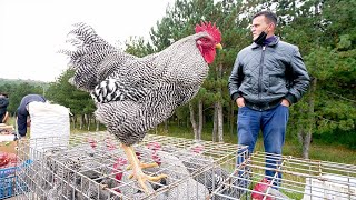 Livestock Market in KOSOVO!! Farm Animals, Clothing, Pottery & Castle Ruins | Novo Brdo, Kosovo