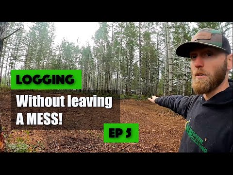 Video: Thinning / Logging small Fir trees with Gyrotrac Forestry Mulcher. Shelton, WA