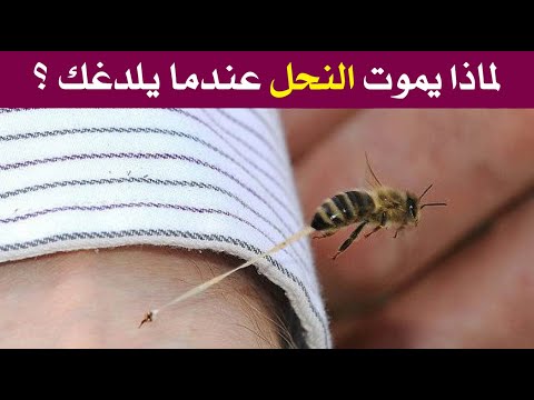 لماذا يموت النحل عندما يلسع الإنسان ؟
