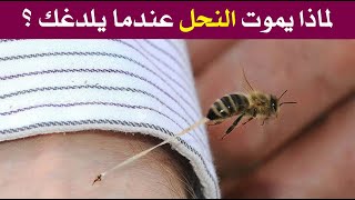 لماذا يموت النحل عندما يلسع الإنسان ؟