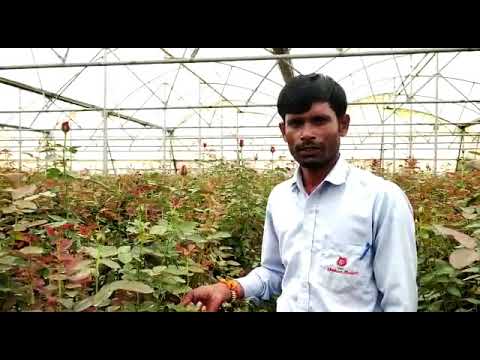 Powder viro 99: virus protection, packet, 100gm