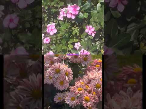 which  is beautiful flowers  tell me comment. #plantsofindia #flowers #plants