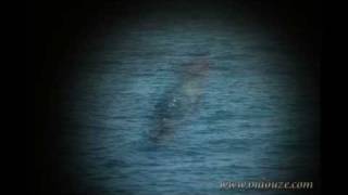 Alain Bashung "Auncun Express"