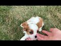 Cavalier King Charles Spaniel dogs for sale: Jackson - Video 1